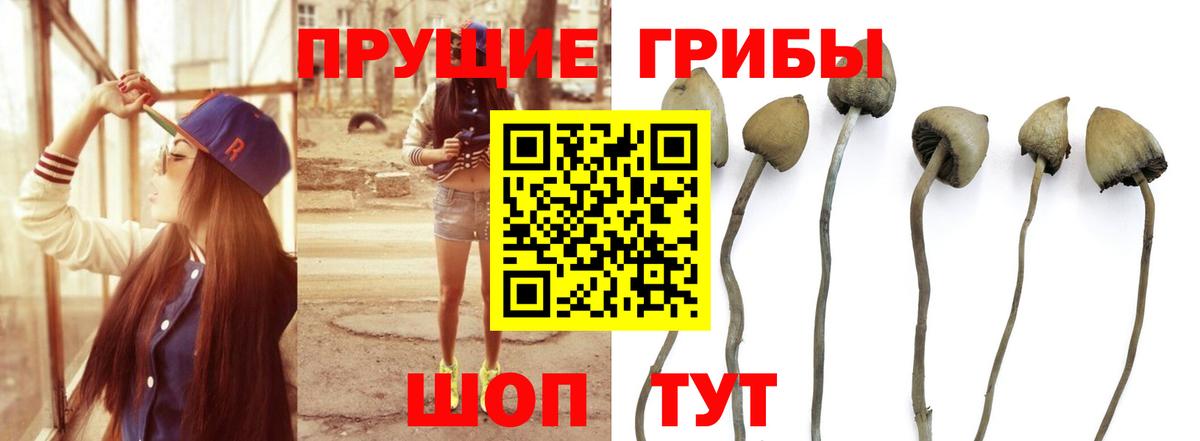 купить   Галлюциногенные грибы Magic Shrooms  Арсеньев  Вход с VPN  Псилоцибиновые грибы мицелий 